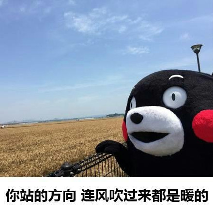 熊本熊表白微信表情包 熊本熊表白微信表情包第6张